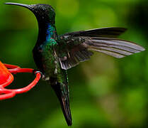 Black-throated Mango