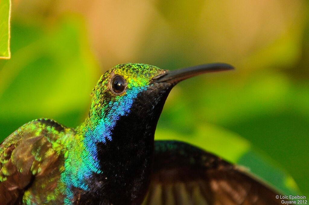 Black-throated Mango