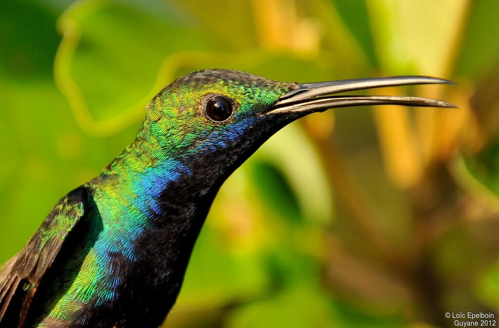 Black-throated Mango