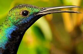 Black-throated Mango