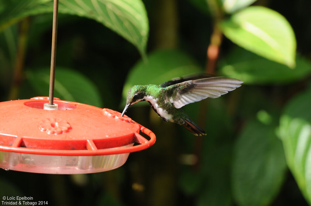 Black-throated Mango