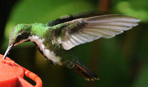 Black-throated Mango