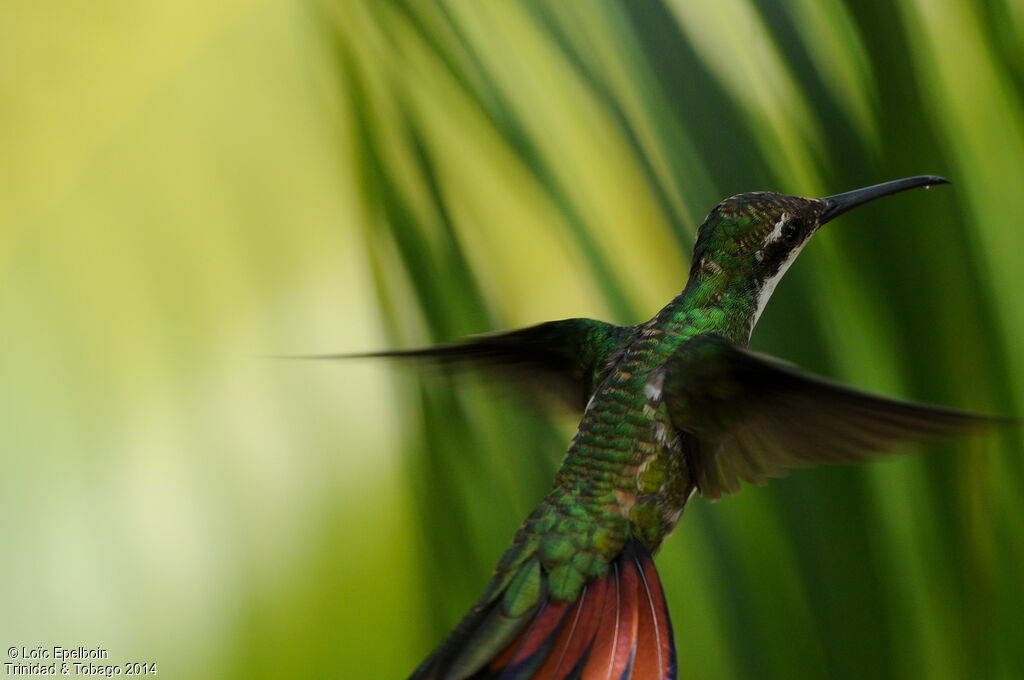 Black-throated Mango