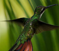 Black-throated Mango