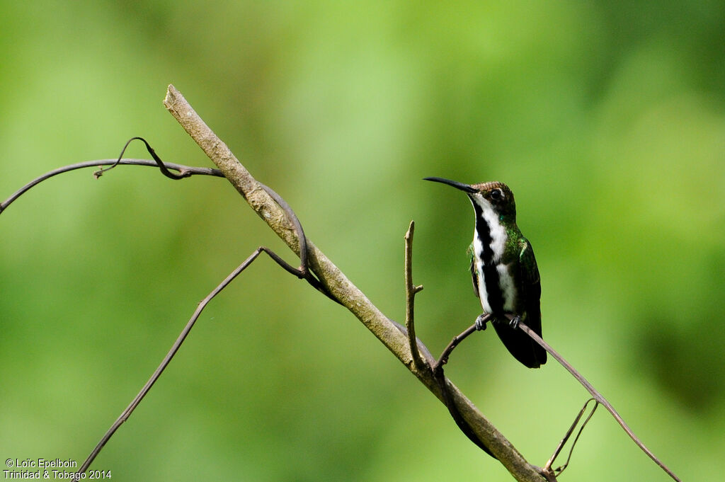 Black-throated Mango