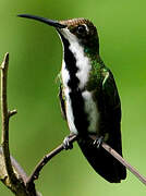 Black-throated Mango