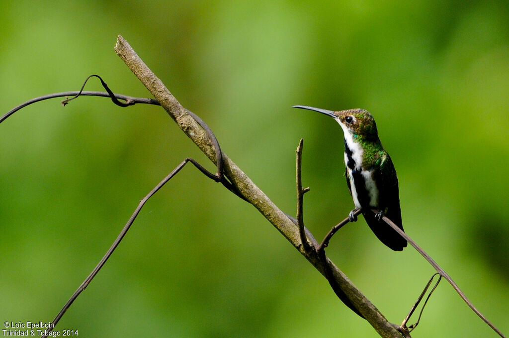 Black-throated Mango