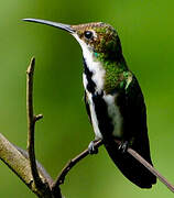 Black-throated Mango