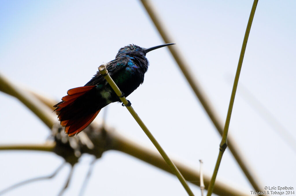 Black-throated Mango