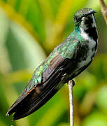 Black-throated Mango