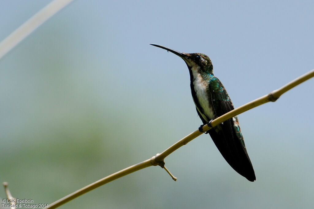 Black-throated Mango