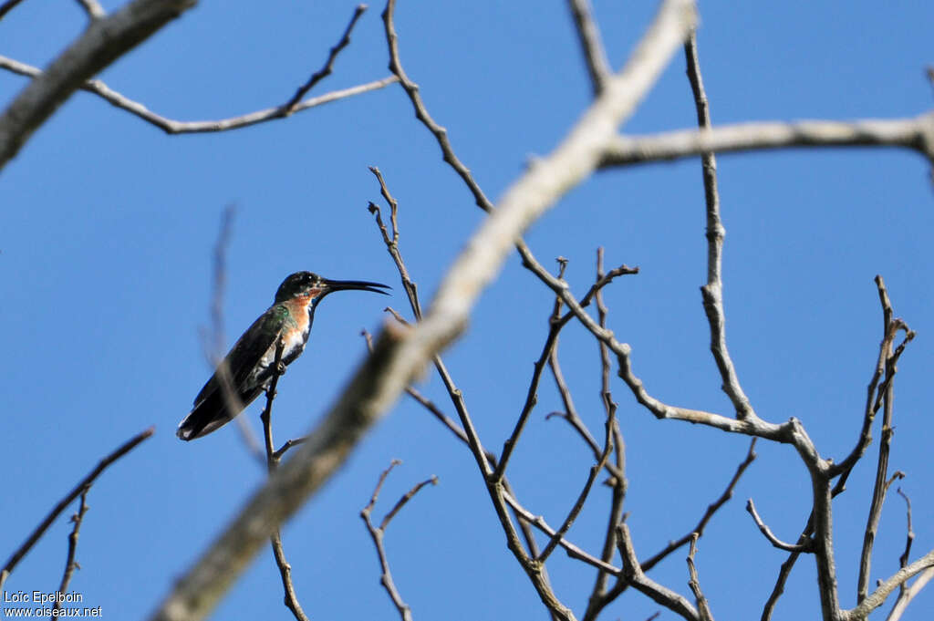 Green-throated Mangojuvenile, identification