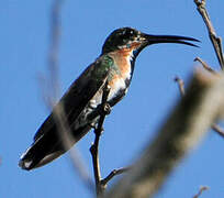 Green-throated Mango