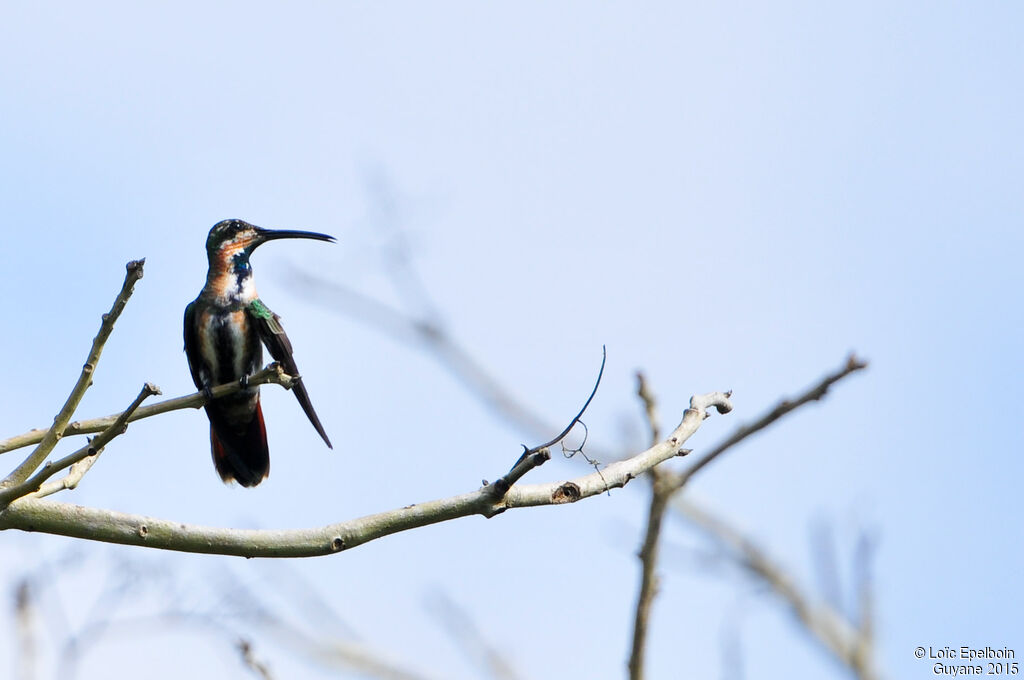 Green-throated Mango