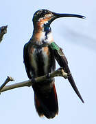 Green-throated Mango