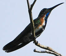 Green-throated Mango