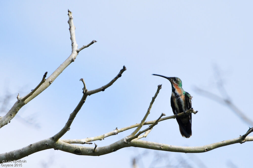 Green-throated Mango