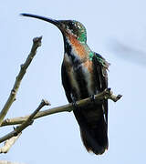 Green-throated Mango