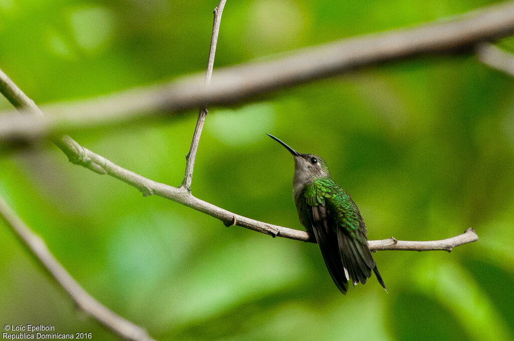 Antillean Mango