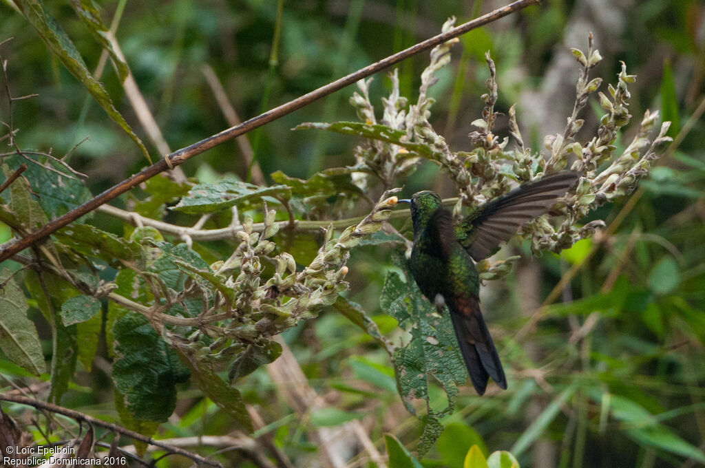 Antillean Mango