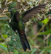 Antillean Mango