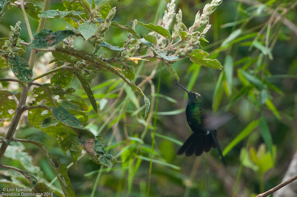 Antillean Mango