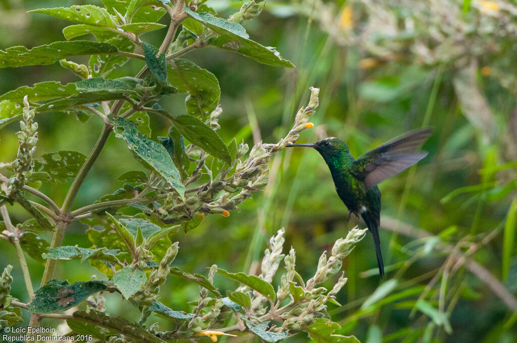 Antillean Mango