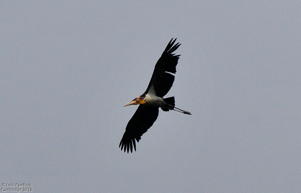 Lesser Adjutant