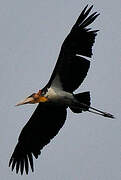 Lesser Adjutant