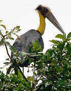 Lesser Adjutant