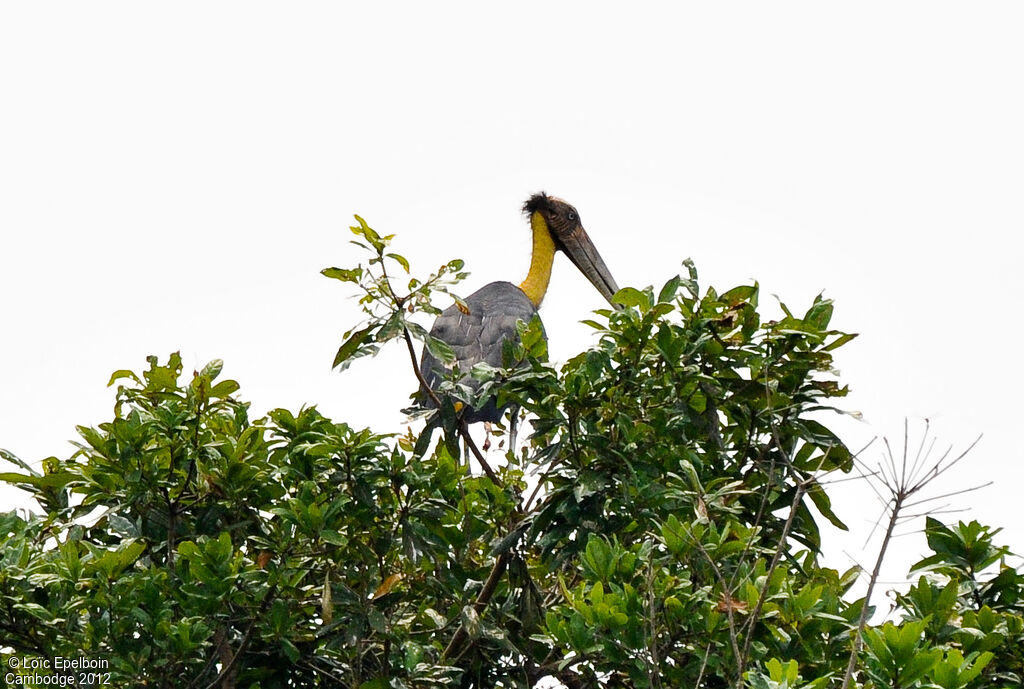 Lesser Adjutant