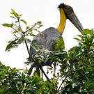 Marabout chevelu