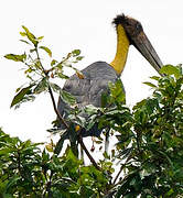 Lesser Adjutant