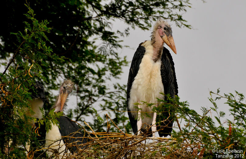 Marabou Storkjuvenile