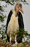 Marabou Stork