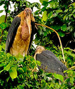 Marabou Stork