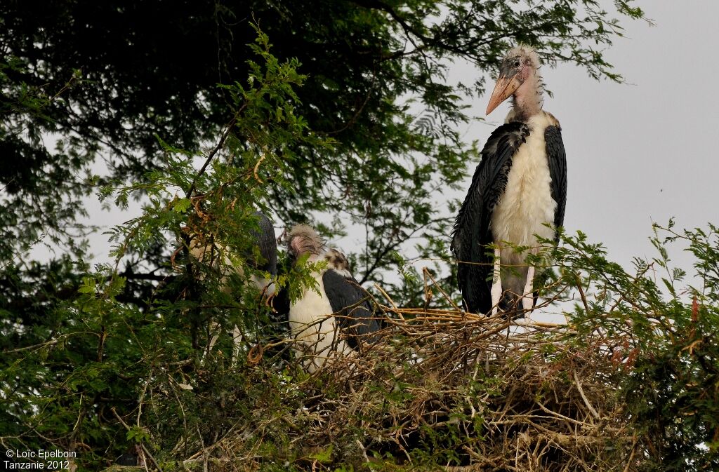 Marabou Stork