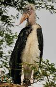 Marabou Stork