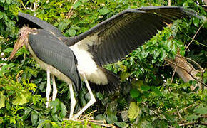 Marabou Stork