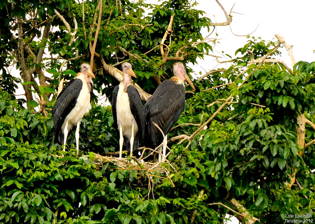 Marabou Stork