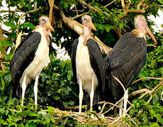 Marabou Stork