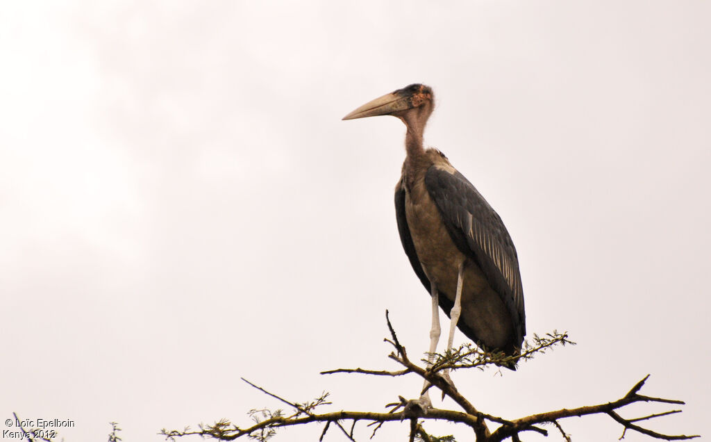 Marabou Stork