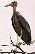 Marabou Stork