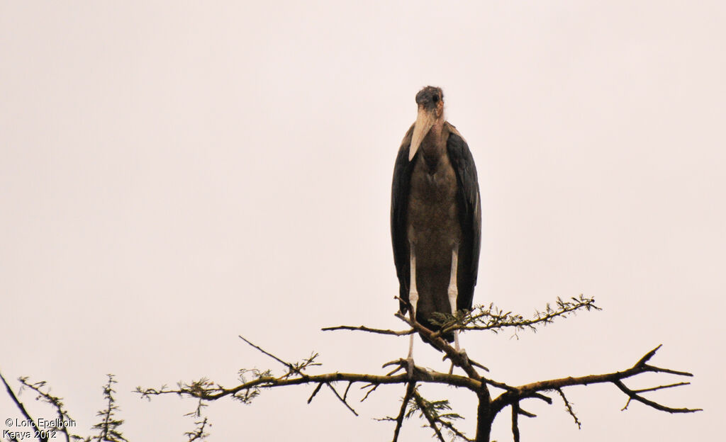 Marabou Stork