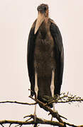 Marabou Stork