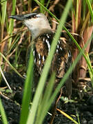 Yellow-breasted Crake