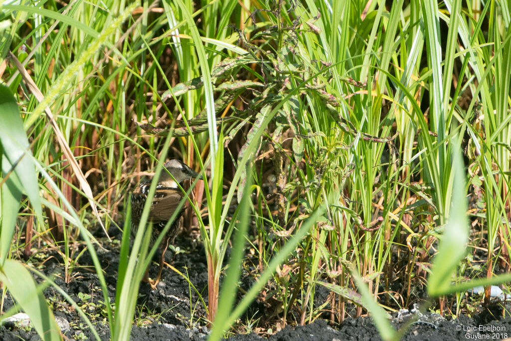 Marouette à sourcils blancs