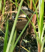 Yellow-breasted Crake