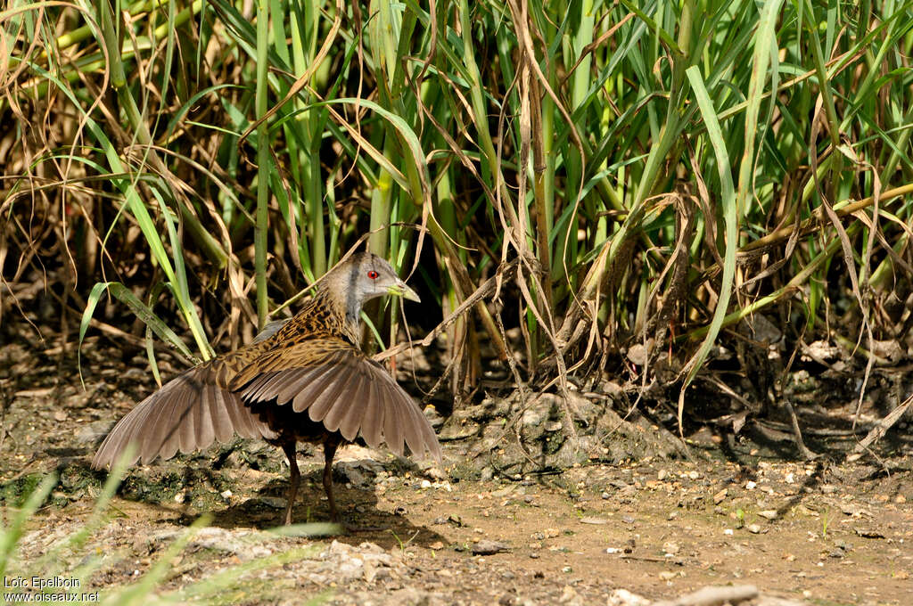 Ash-throated Crakeadult, Behaviour