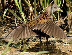 Ash-throated Crake